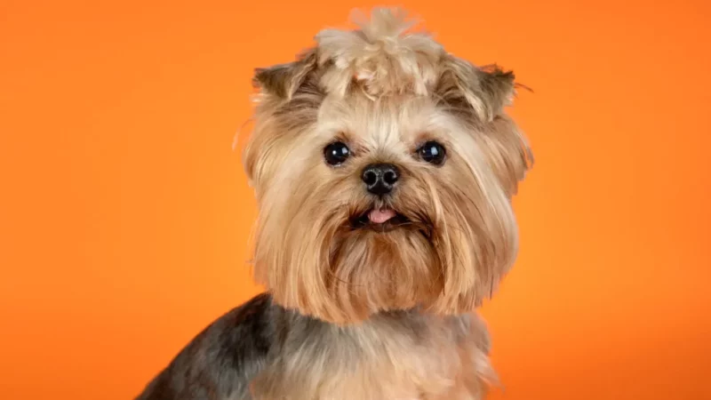 Yorkshire Terrier