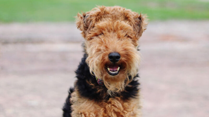Airedale Terrier - opis rasy