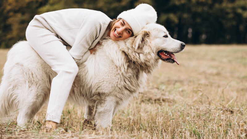 Polski owczarek podhalański - opis rasy