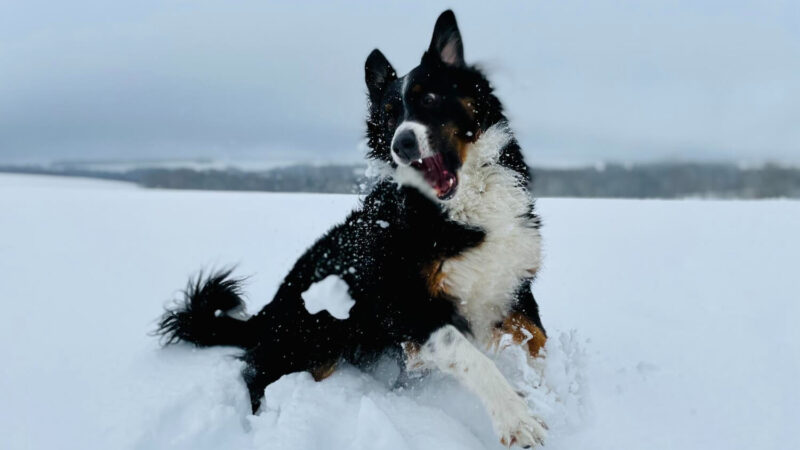 Karelski pies na niedźwiedzie - opis rasy