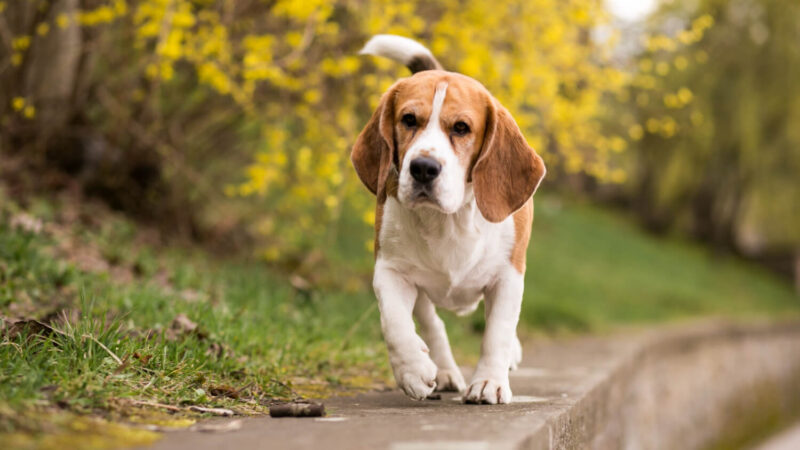 Beagle - opis rasy