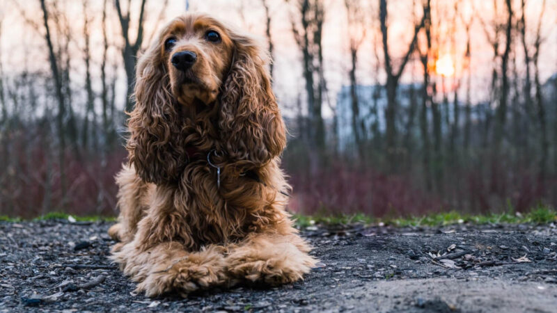 Cocker spaniel angielski - opis rasy
