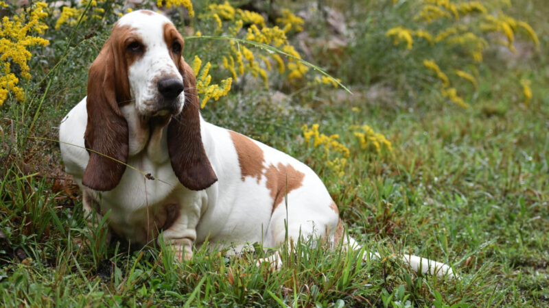 Basset Hound - opis rasy