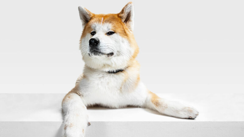 Akita Inu - opis rasy