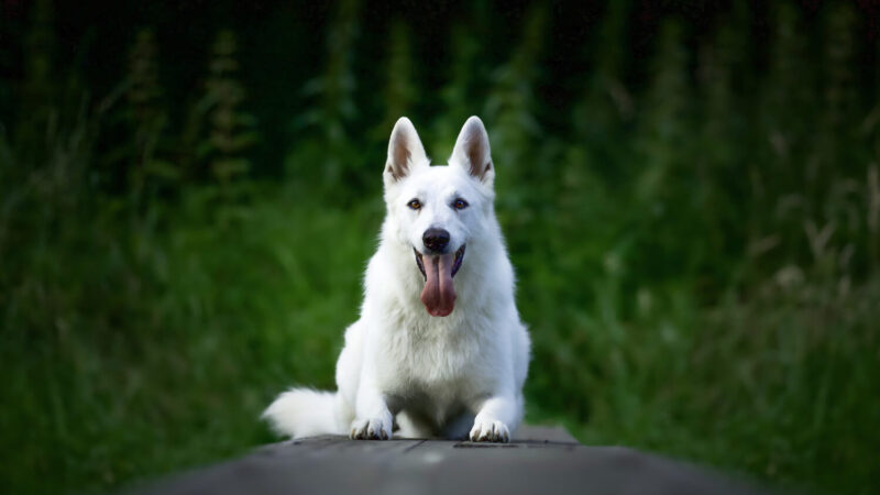Biały owczarek szwajcarski - opis rasy