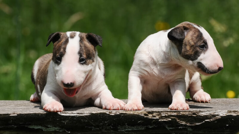 Bulterier - opis rasy