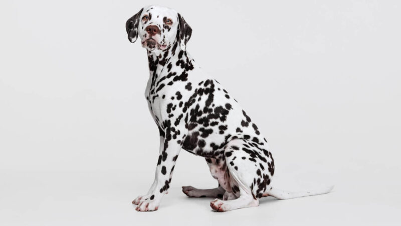 Dalmatyńczyk- opis rasy