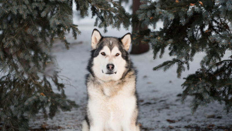 Alaskan Malamute - opis rasy