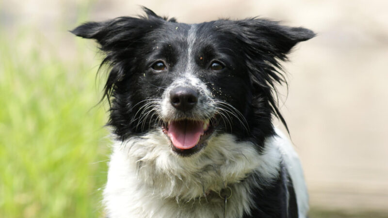 Border Collie - opis rasy