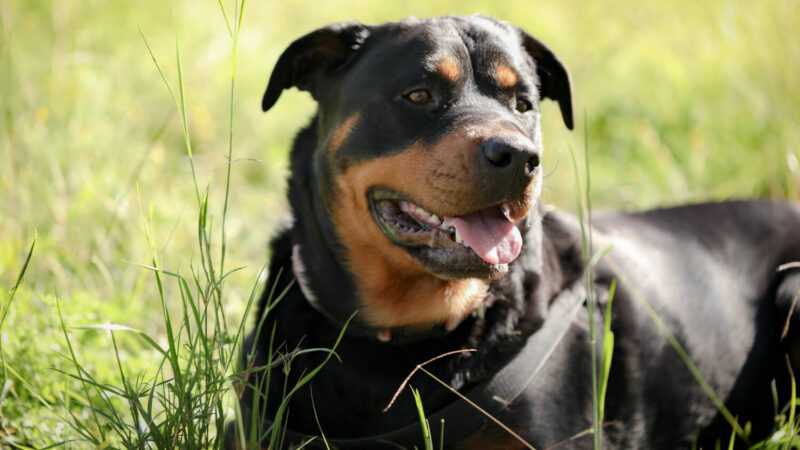 Rottweiler - opis rasy