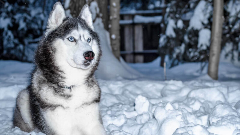 Siberian Husky - opis rasy