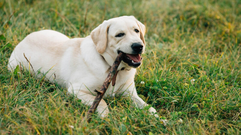 Labrador Retriever - opis rasy
