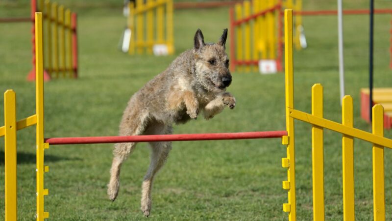 Owczarek belgijski Laekenois - opis rasy