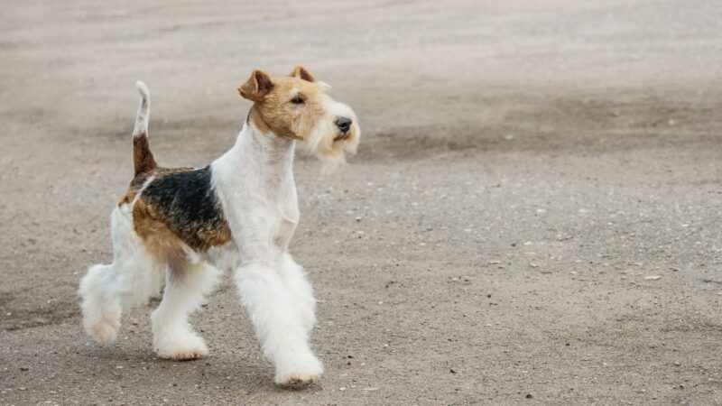 Foksterier krótkowłosy - opis rasy