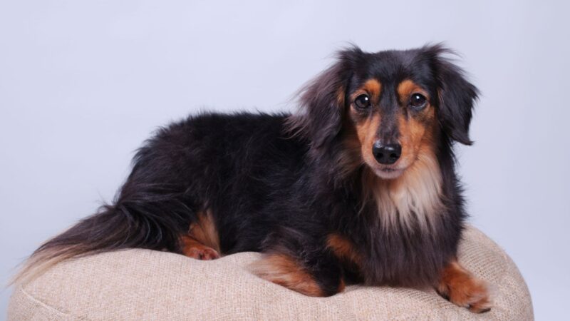 Jamnik długowłosy miniaturowy - opis rasy