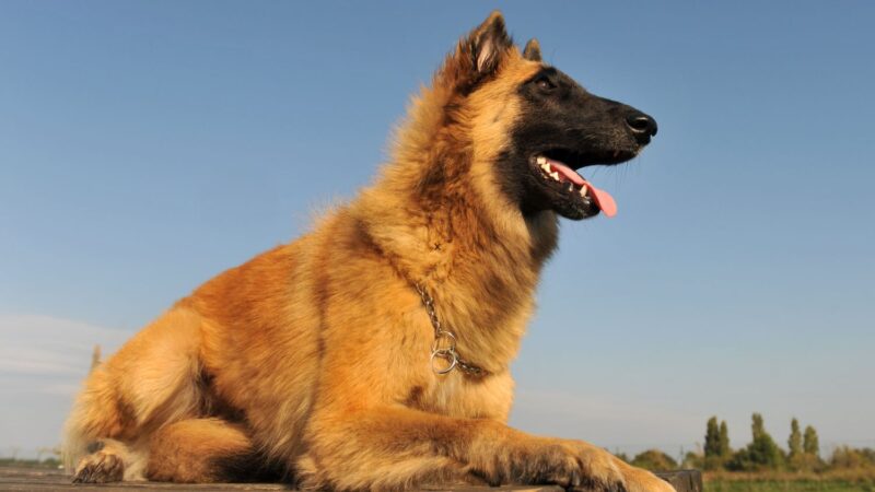 Owczarek belgijski Tervueren - opis rasy