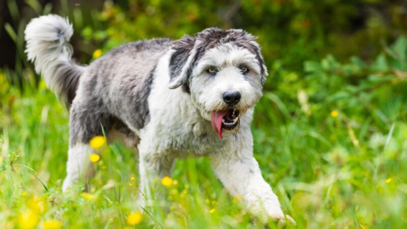 Polski owczarek nizinny - opis rasy