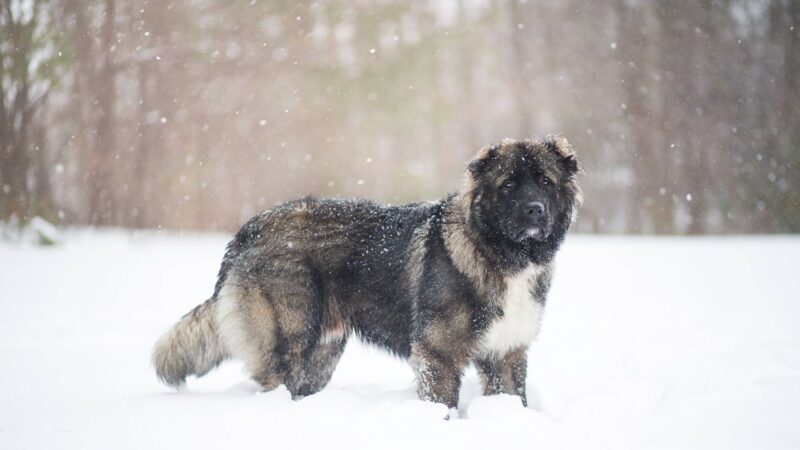 Owczarek kaukaski - opis rasy