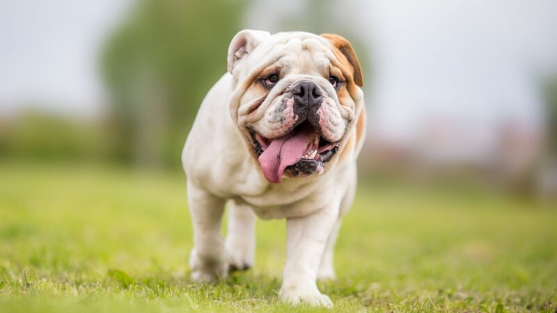 Buldog angielski - opis rasy