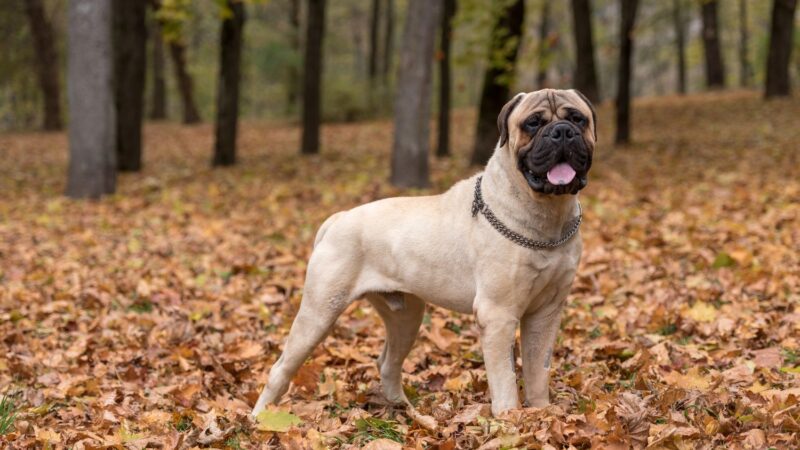 Bullmastiff - opis rasy