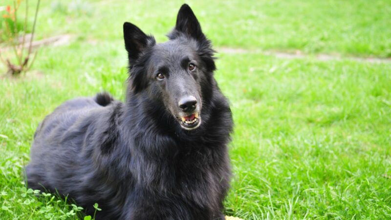 Owczarek belgijski Groenendael - Opis rasy