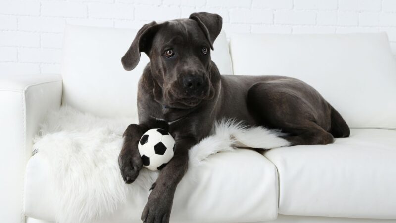 Cane Corso Italiano - opis rasy