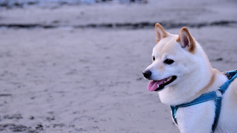 Hokkaido - opis rasy