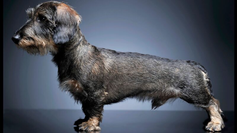 Jamnik szorstkowłosy standardowy - opis rasy