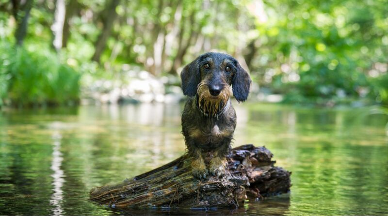 Jamnik szorstkowłosy miniaturowy - opis rasy