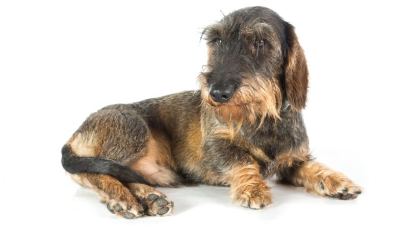 Jamnik szorstkowłosy króliczy - opis rasy