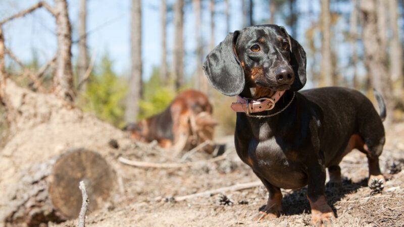 Jamnik krótkowłosy standardowy - opis rasy