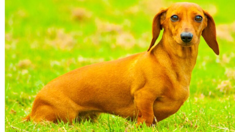 Jamnik krótkowłosy miniaturowy - opis rasy