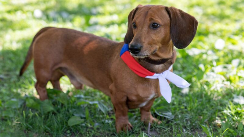 Jamnik krótkowłosy króliczy - opis rasy