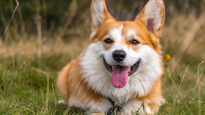 Welsh Corgi Cardigan - opis rasy
