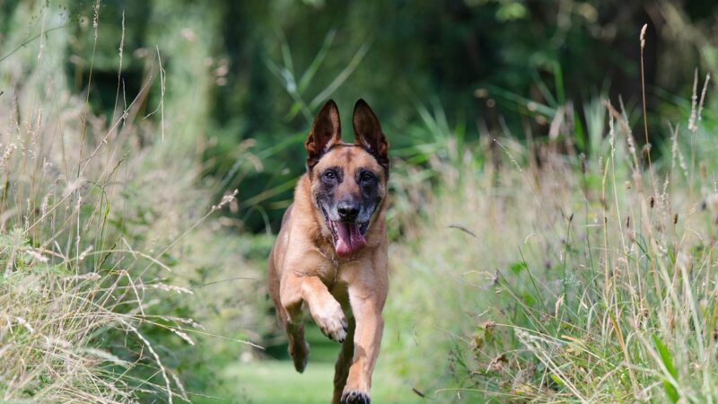 Owczarek belgijski - Malinois - opis rasy