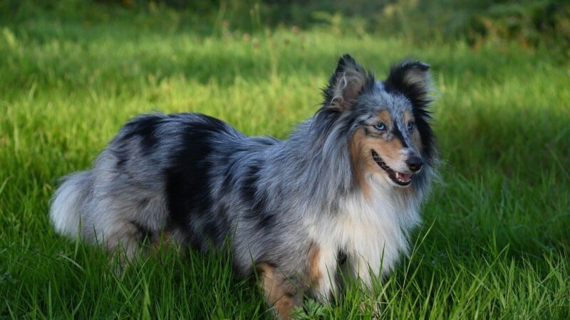 Owczarek szetlandzki - opis rasy