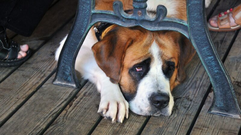 Bernardyn krótkowłosy