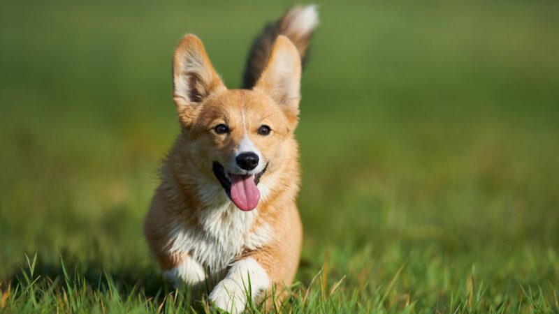 Welsh Corgi Pembroke