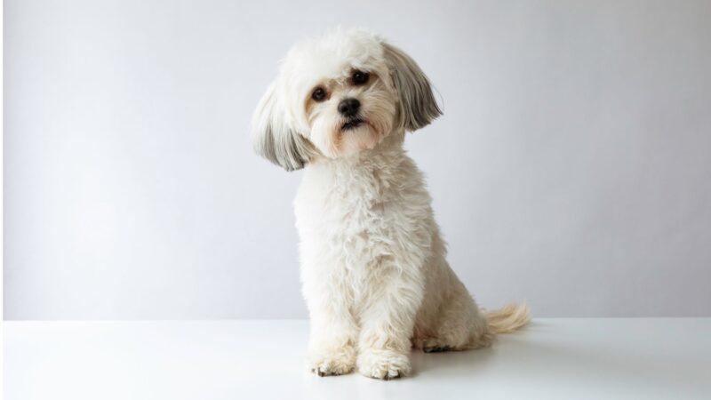 Shih Tzu