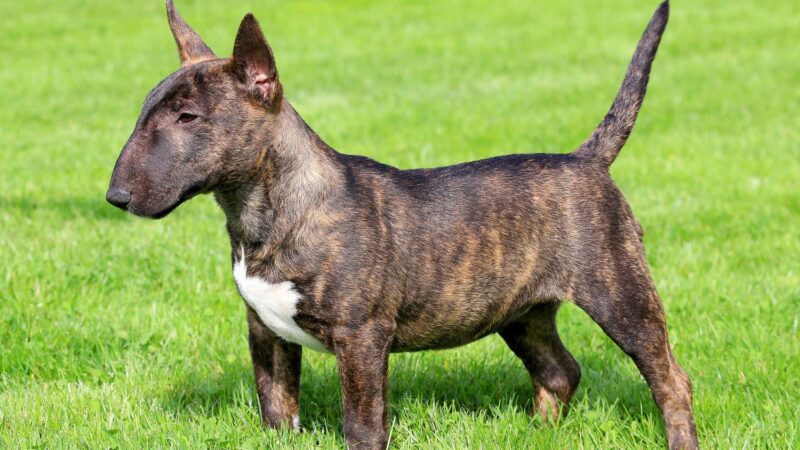 Bulterier miniaturowy