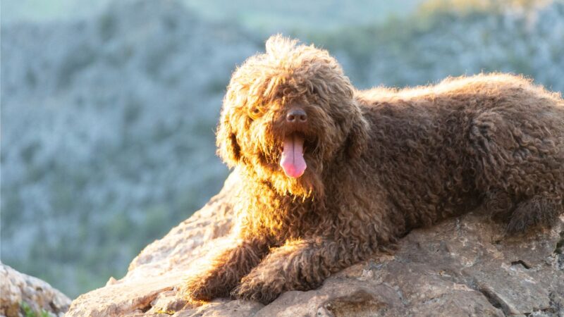 Hiszpański pies dowodny