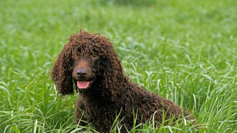 Irlandzki spaniel dowodny