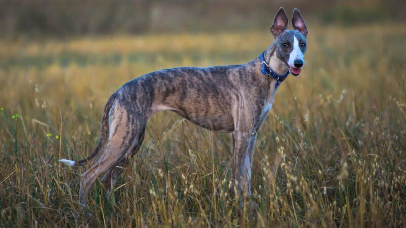 Whippet