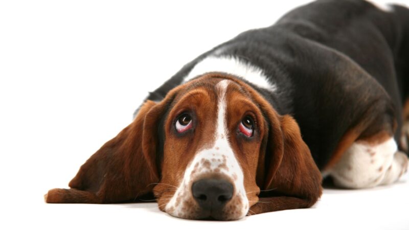 Basset artezyjsko-normandzki