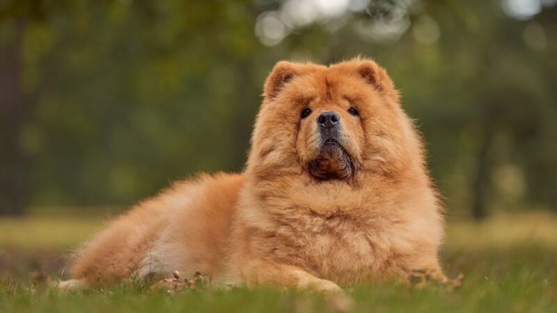 Chow Chow
