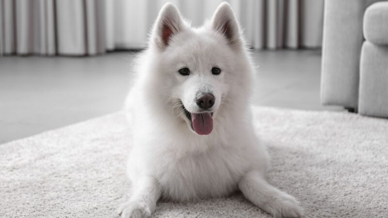 Samoyed