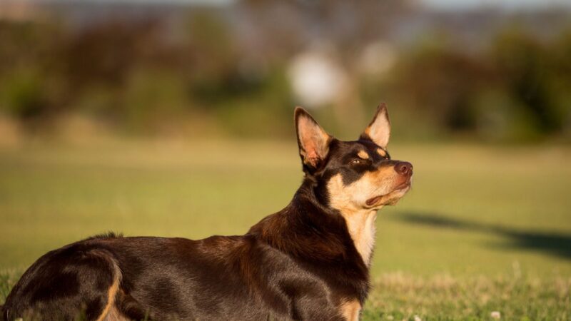 Owczarek australijski - Kelpie
