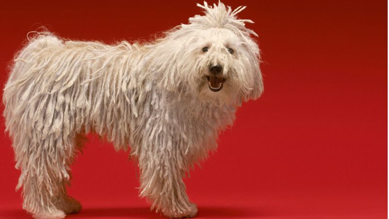 Komondor