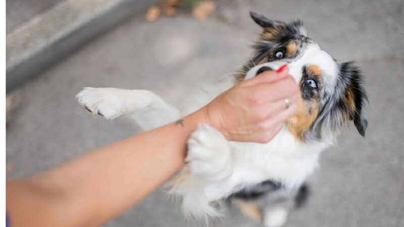 Amerykański owczarek miniaturowy