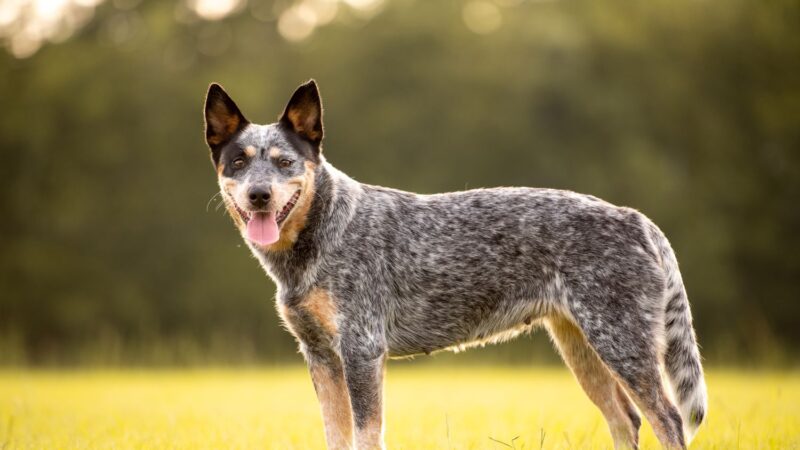 Australian Cattle Dog